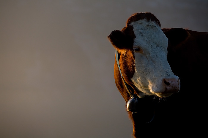 Portait of a cow...