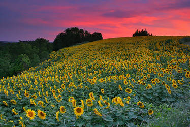 Sunflowers...