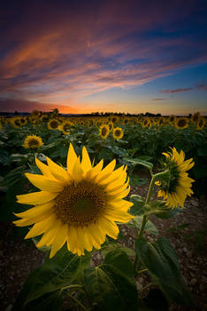 Sunflowers ...