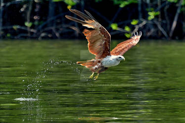 Eagle taking off