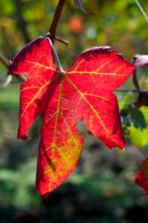 Leaf under the Sun