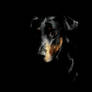 Dark Dobermann