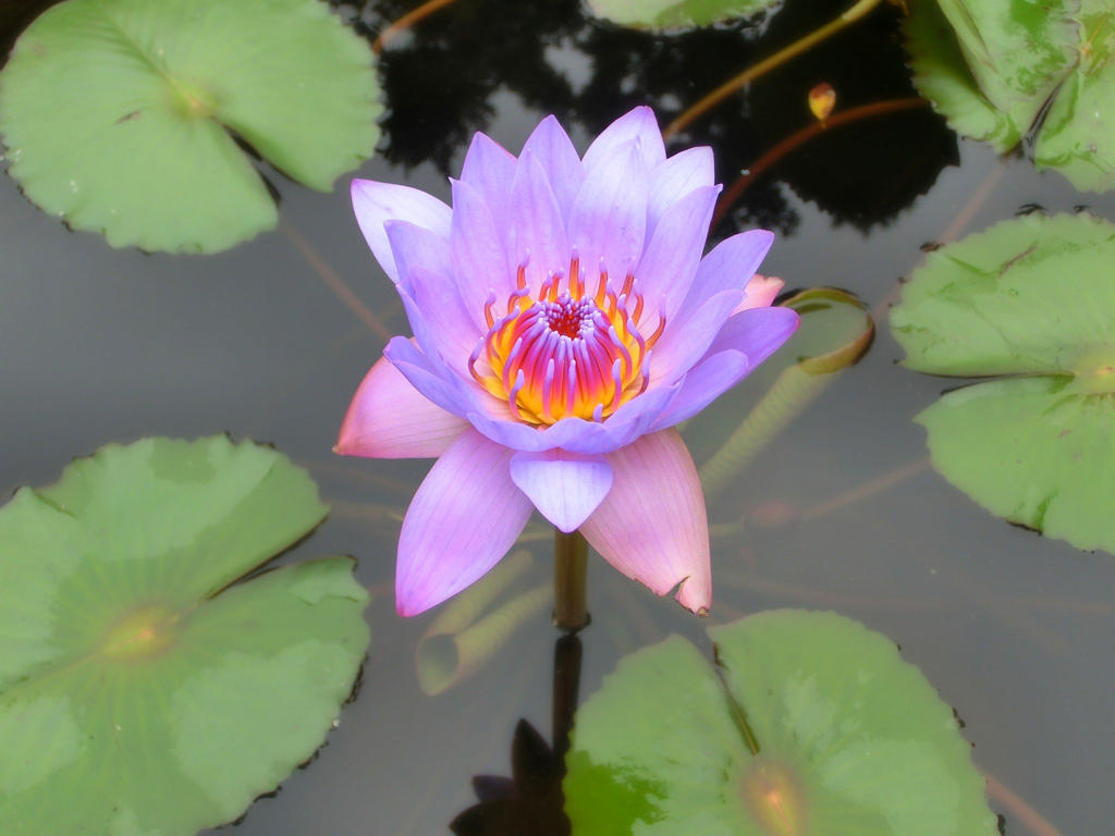 Lotus flower.