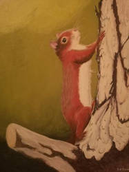 Squirrel Grade 11