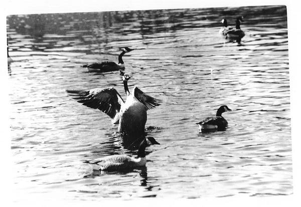 Alpha Goose by bassist713 on DeviantArt