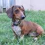 Dachshund Stock Sitting