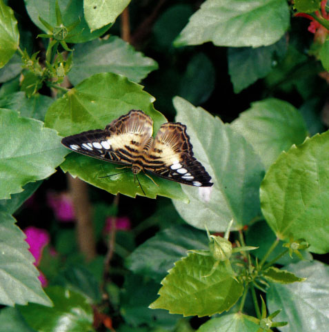 Butterfly3 of 6