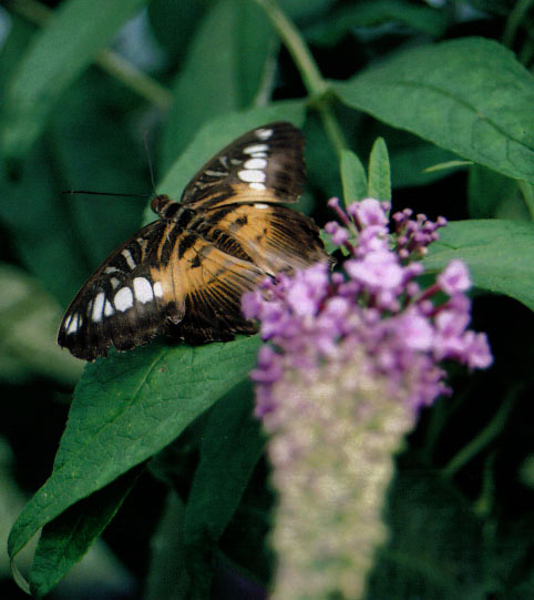 Butterfly5 of 6