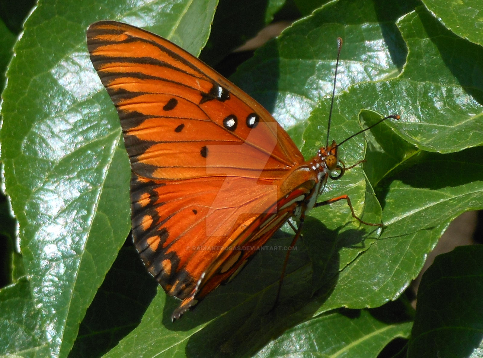 macro butterfly