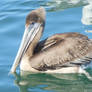 PELICAN 2