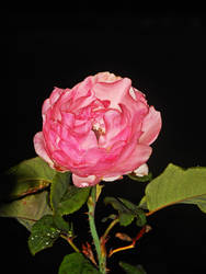 pink swirl rose