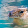 Swimming Capybara