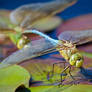 Green Darner with Mate