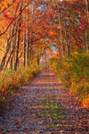 October Colors by jvrichardson