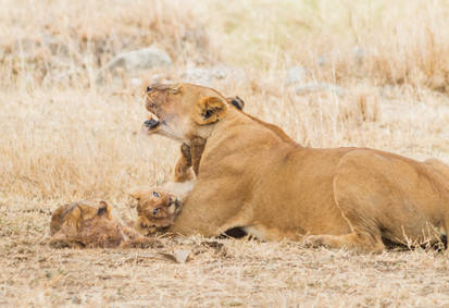 Mother's Love