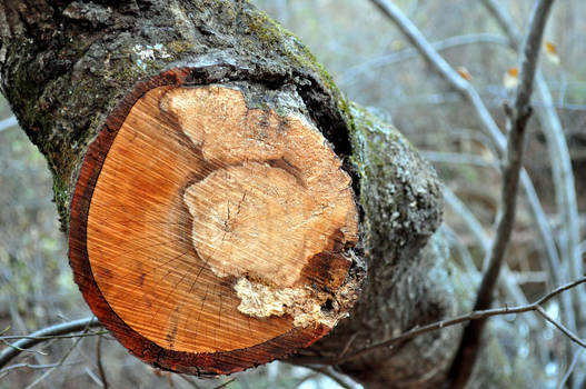 tree log