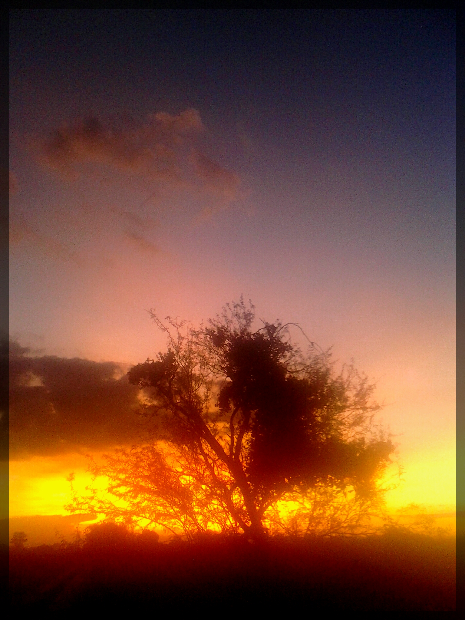 arbol al atardecer