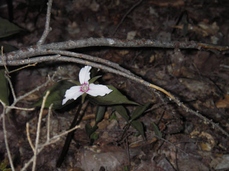 A White Trillium