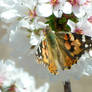 butterfly cherry blossoms 2