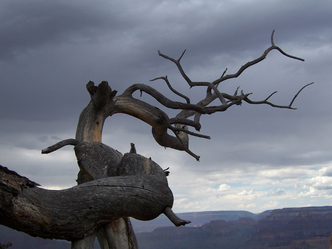 Gnarled Tree