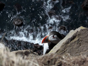 Puffin over the cliff at Latrabjarg