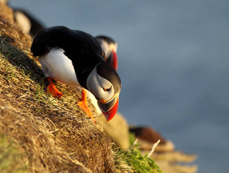 Puffin cliff