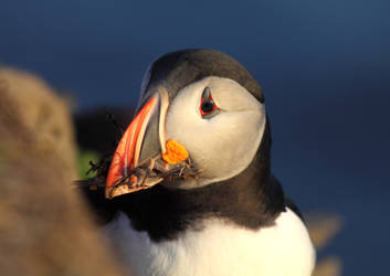 Atlantic Puffin