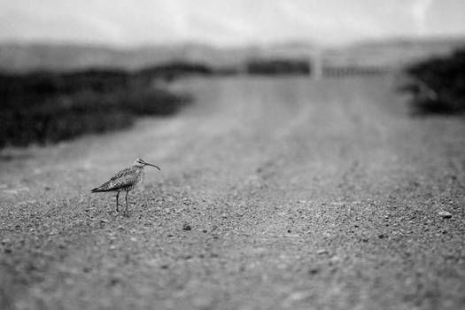 Whimbrel3 Mono