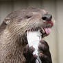 Otter