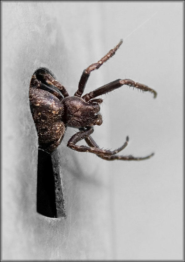 Keyhole Spider Spider in the Keyhole by DumbrianDunt on DeviantArt