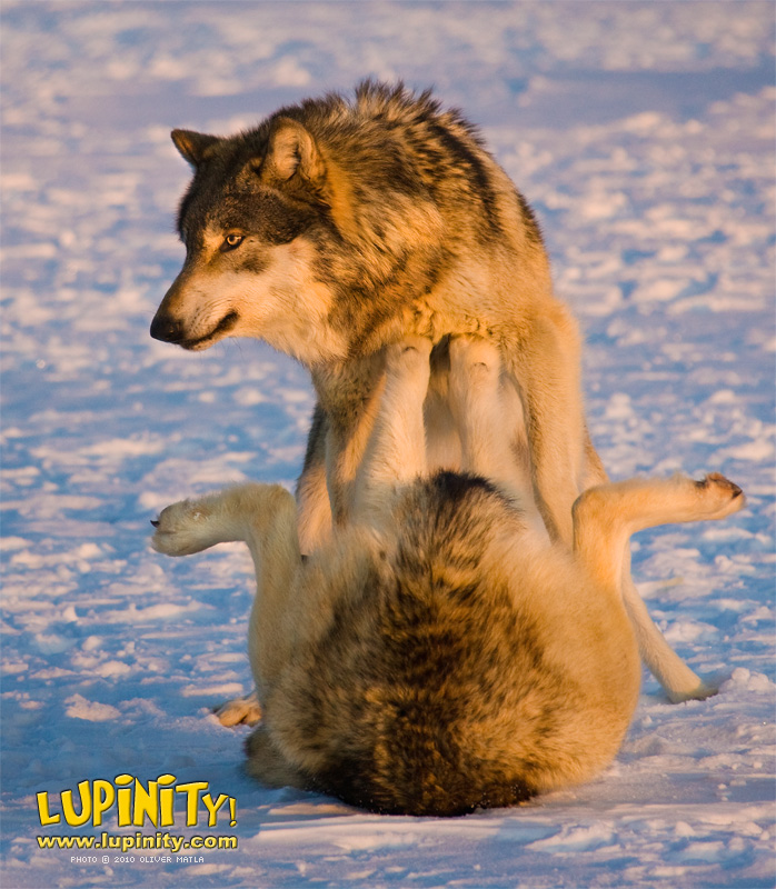 Wolf Gymnastics