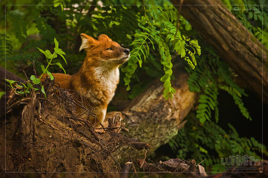 Dhole Standing Proud