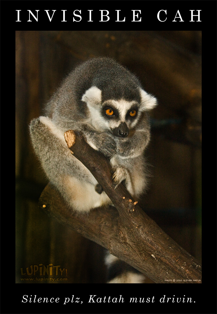 Lemurs at Work: Taxi Driver