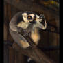 Lemurs at Work: Drug Dealer