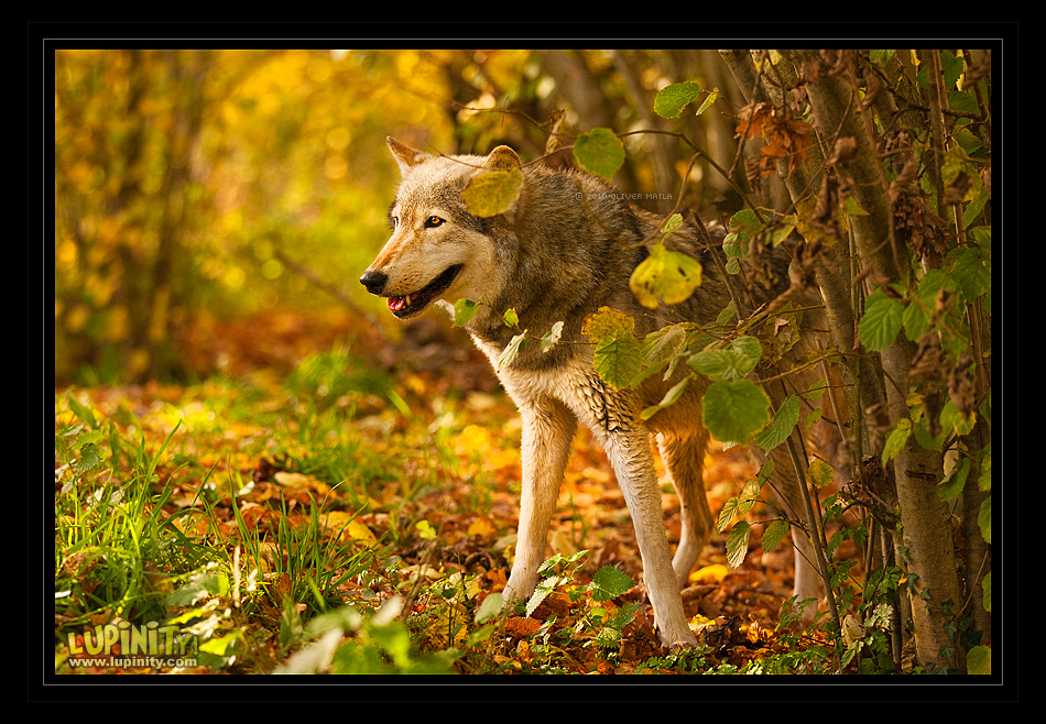 Autumn Beauty