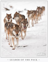 Leader of the Pack