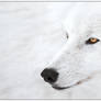 Snowflake