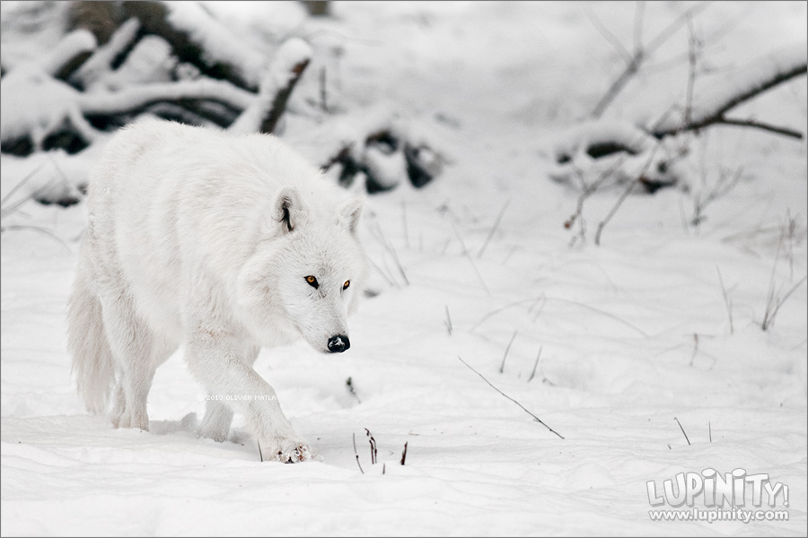 White Shadow