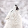 Winter Song