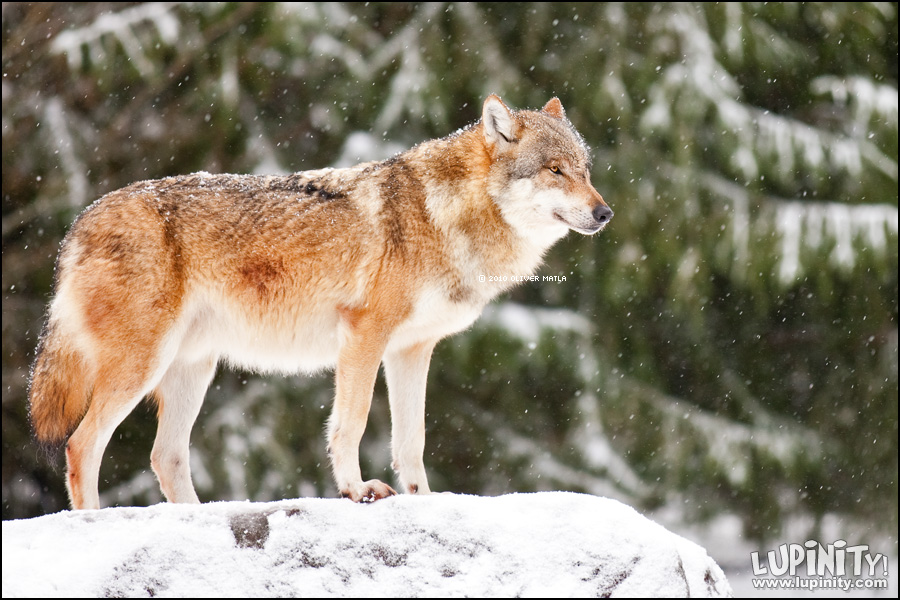 Wolf in light snow