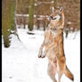 Werewolf?