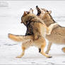 Jaw Sparring