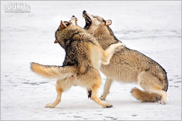 Jaw Sparring