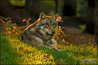 A Lazy Late Summer Evening