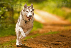 Run, Husky, Run