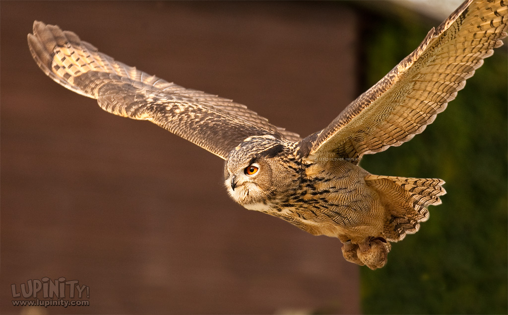 Flying Owl