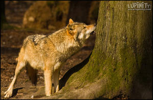 Tree Grooming