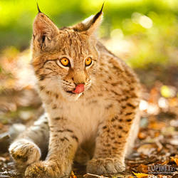 Lynx cub