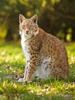 European Lynx Portrait