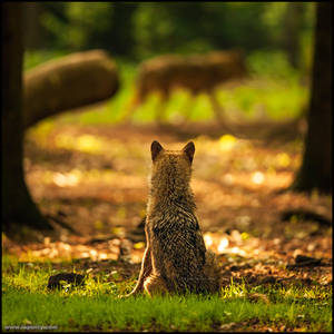 Window watcher